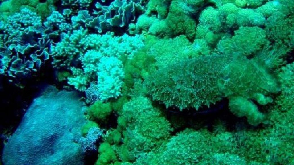 Animales que se esconden