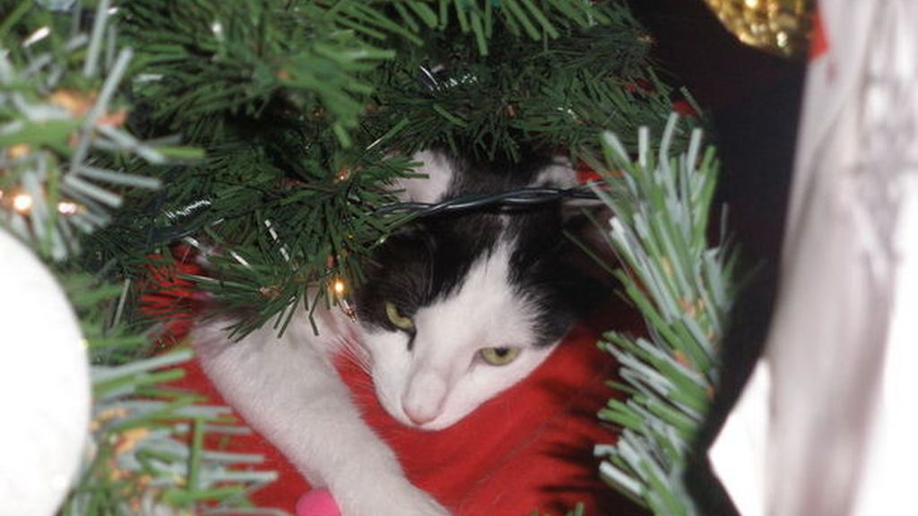 Los gatos más navideños se esconden entre abetos