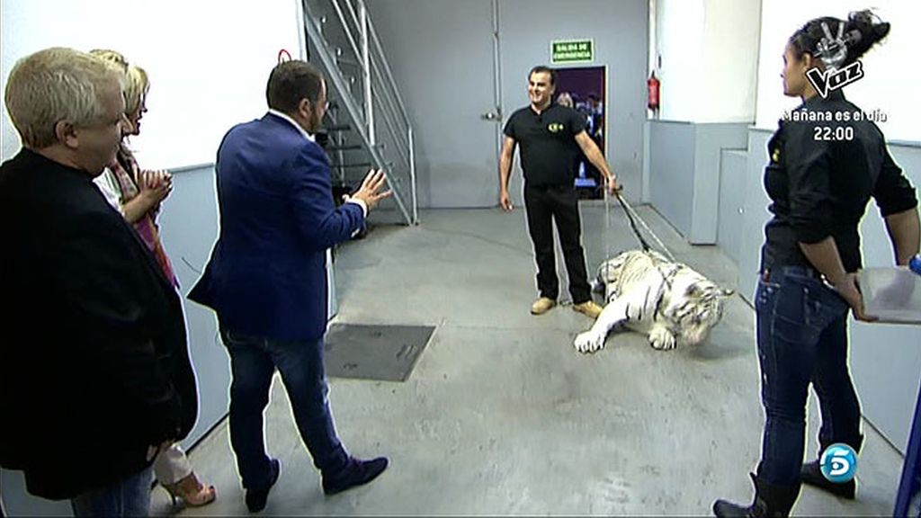 Un tigre atemoriza a muchos en Sálvame