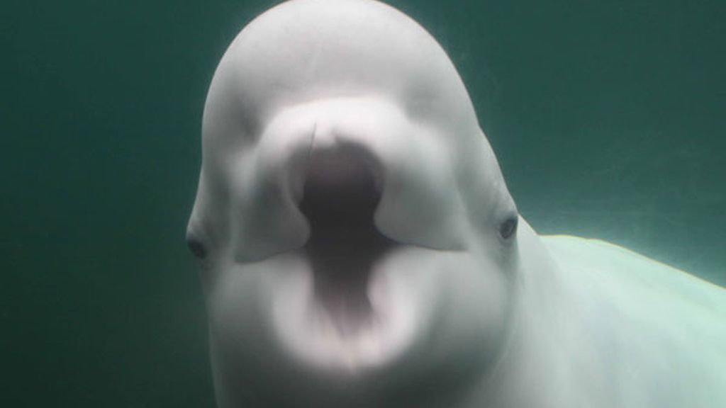 El beso de la ballena beluga