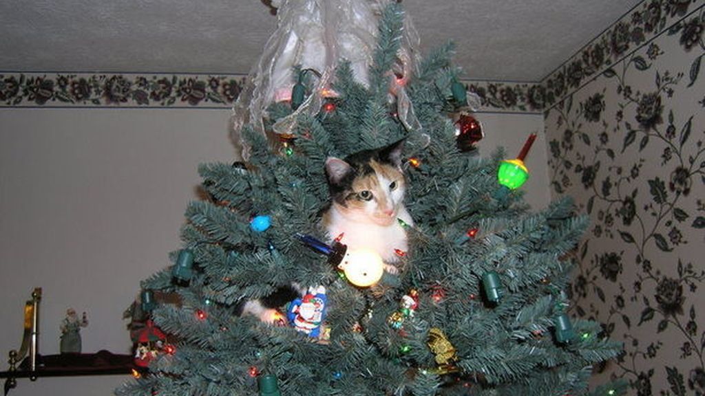 Los gatos más navideños se esconden entre abetos