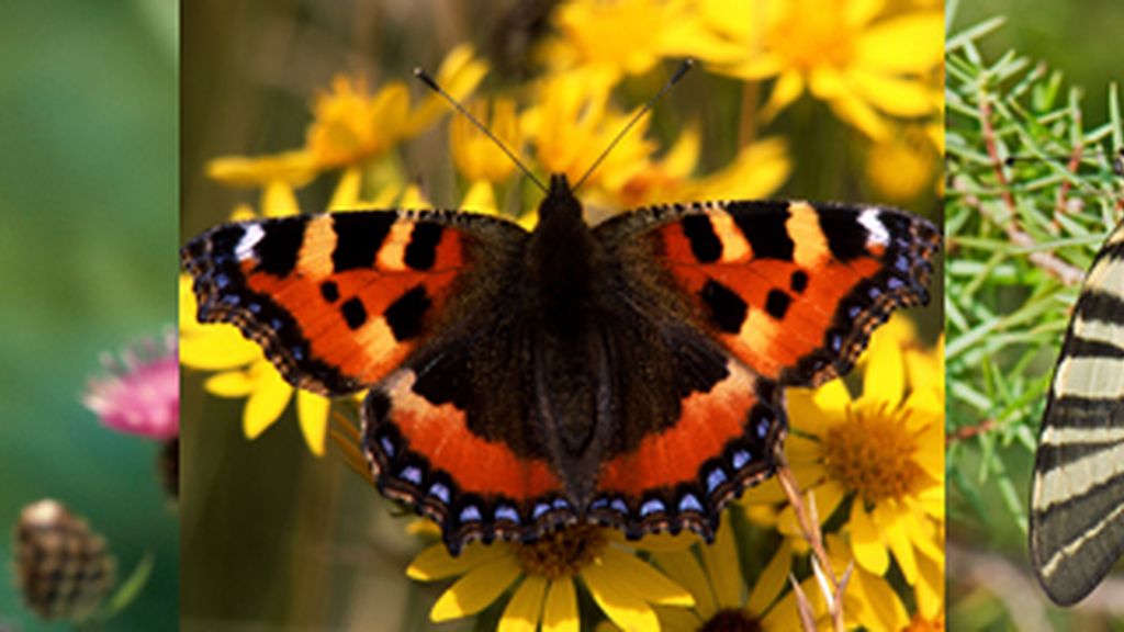 mariposas