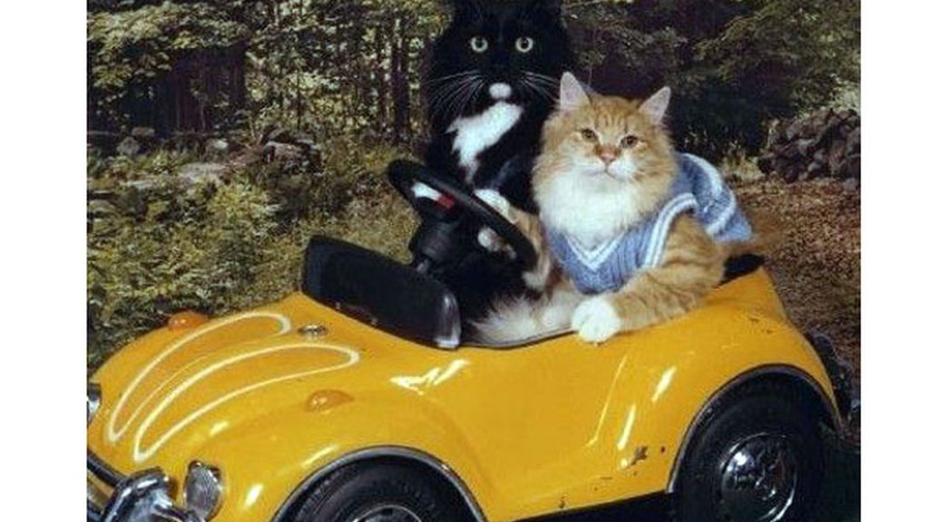 Mi mascota preferida y yo