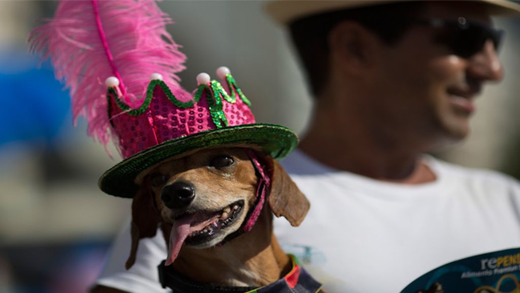 Las mascotas brasileñas también disfrutan de su carnaval
