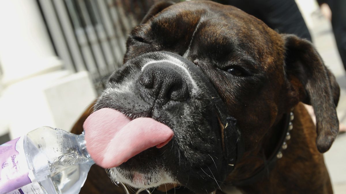 Cooper, un perro boxer bebe agua de una botella para refrescarse y combatir el calor en Londres