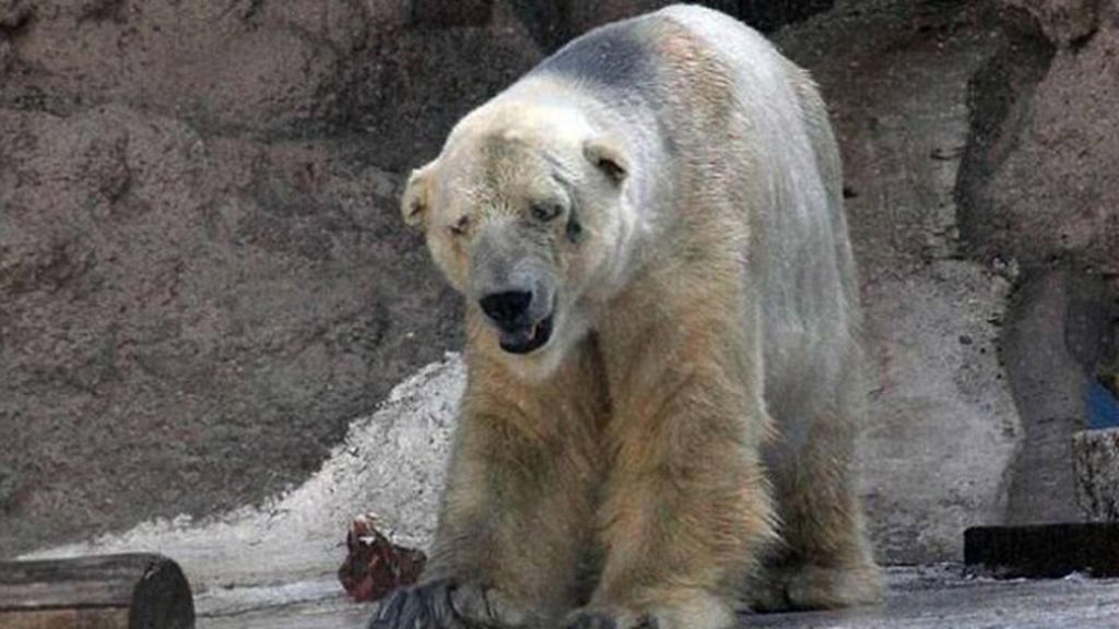 Un oso polar es el animal más triste del mundo