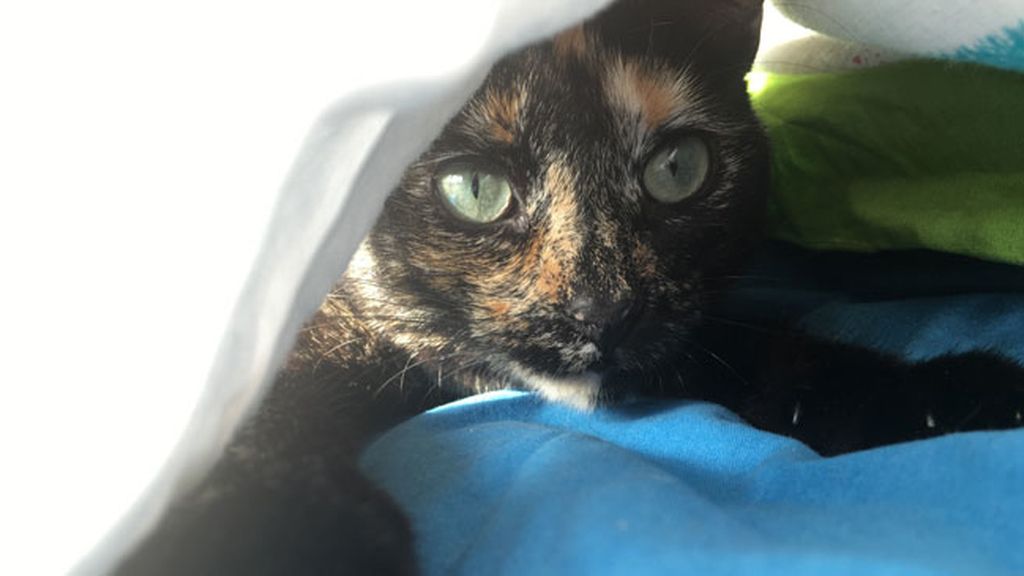 Vietnam, se asocia al maullido del gato con la palabra ‘pobreza’ en vietnamita