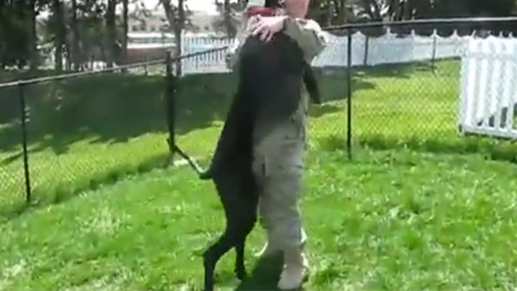 Soldados y perros