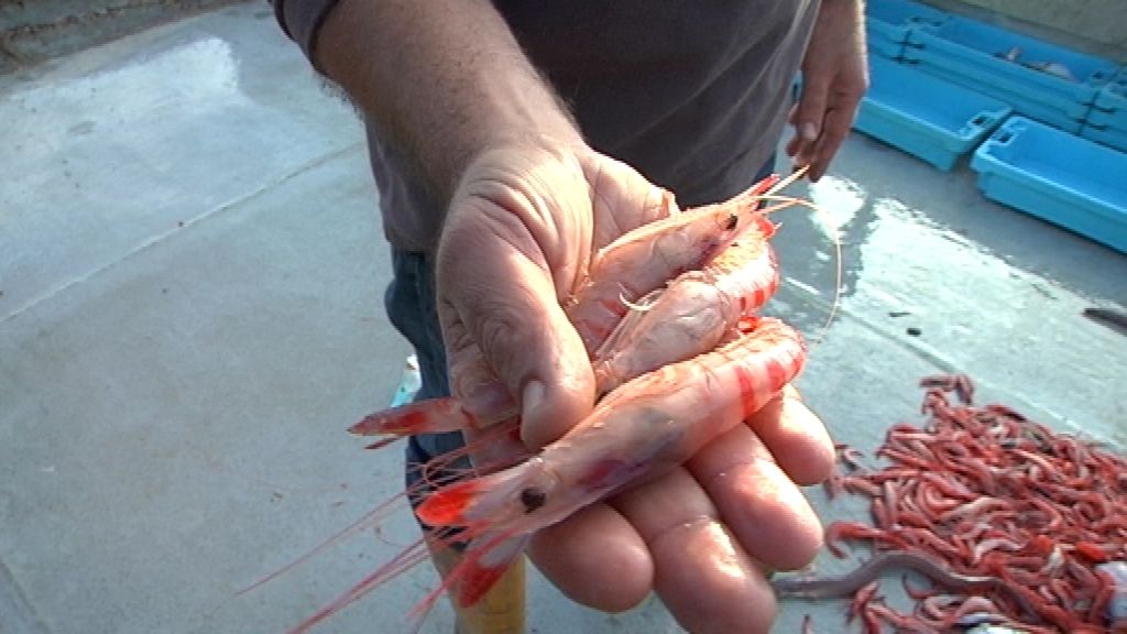 Con la llegada de las navidades 'Callejeros' se va con los 'mariscadores'