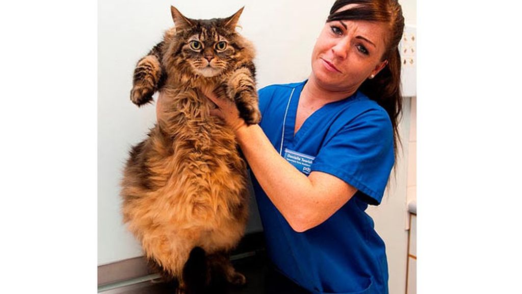 Supermascotas a dieta