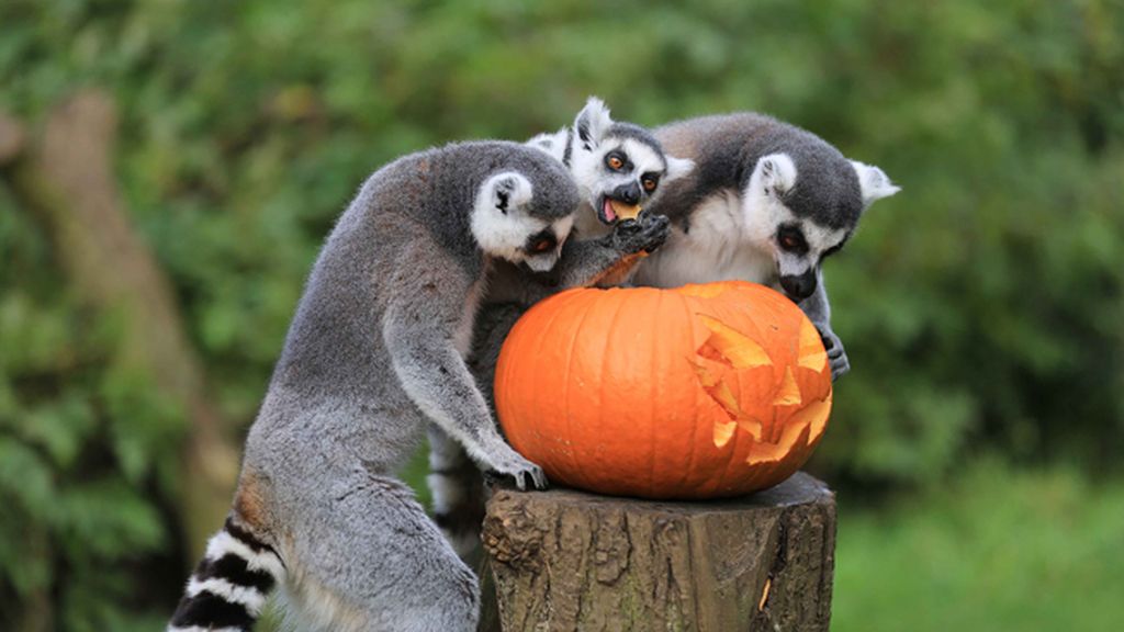 Los animales también disfrutan de Halloween
