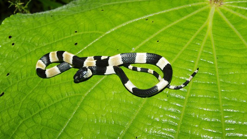 La serpiente 'No a la mina'