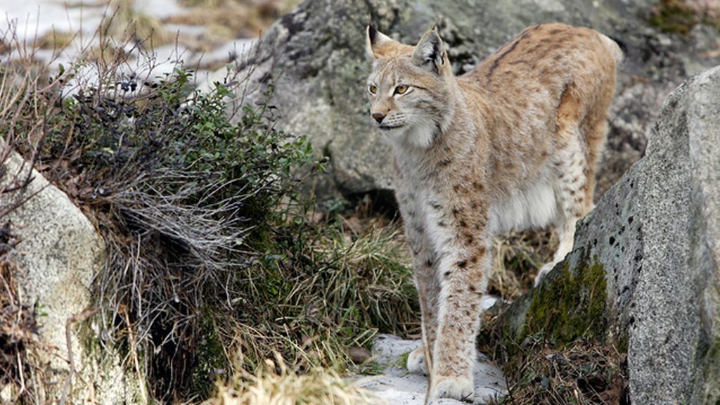 lince
