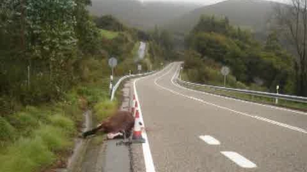 Peligro en Vigo: caballos en la carretera
