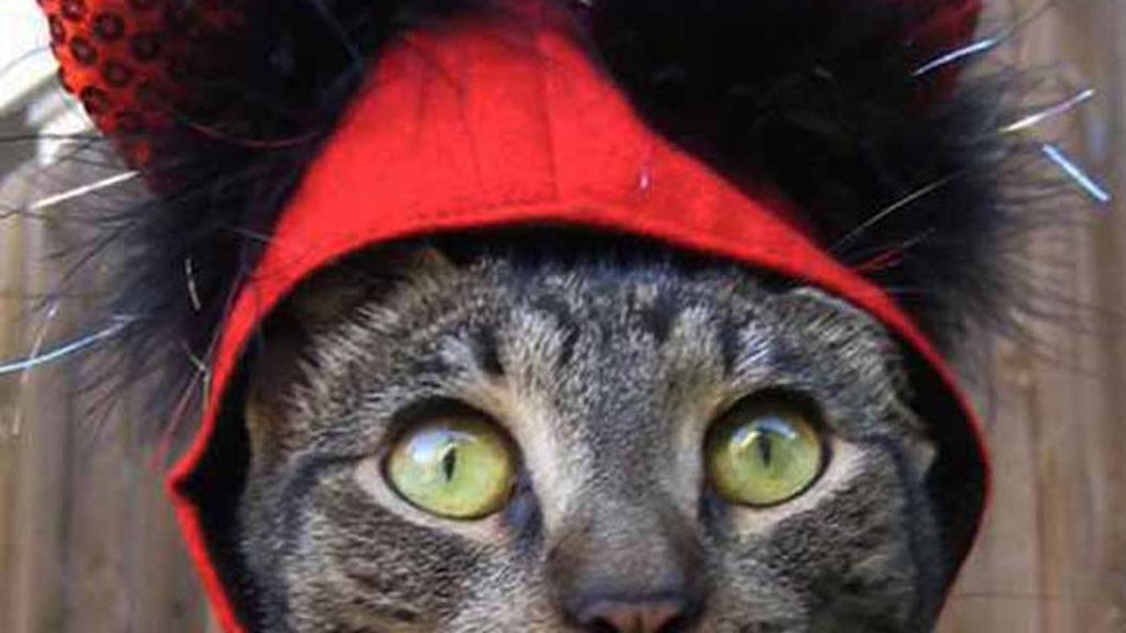 El último maullido: Sombreros para gatos