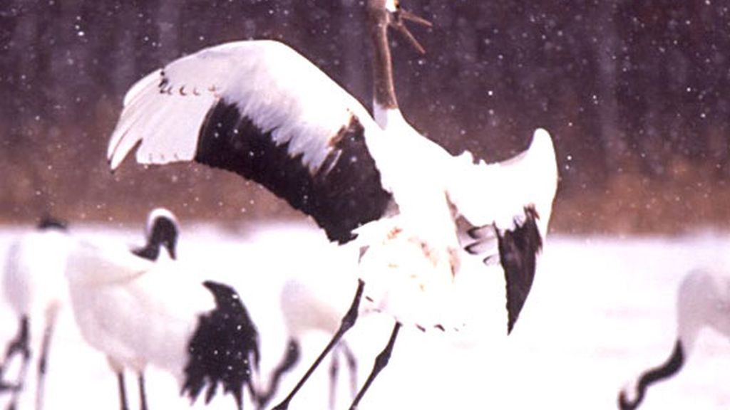 Nómadas del Viento (2001)