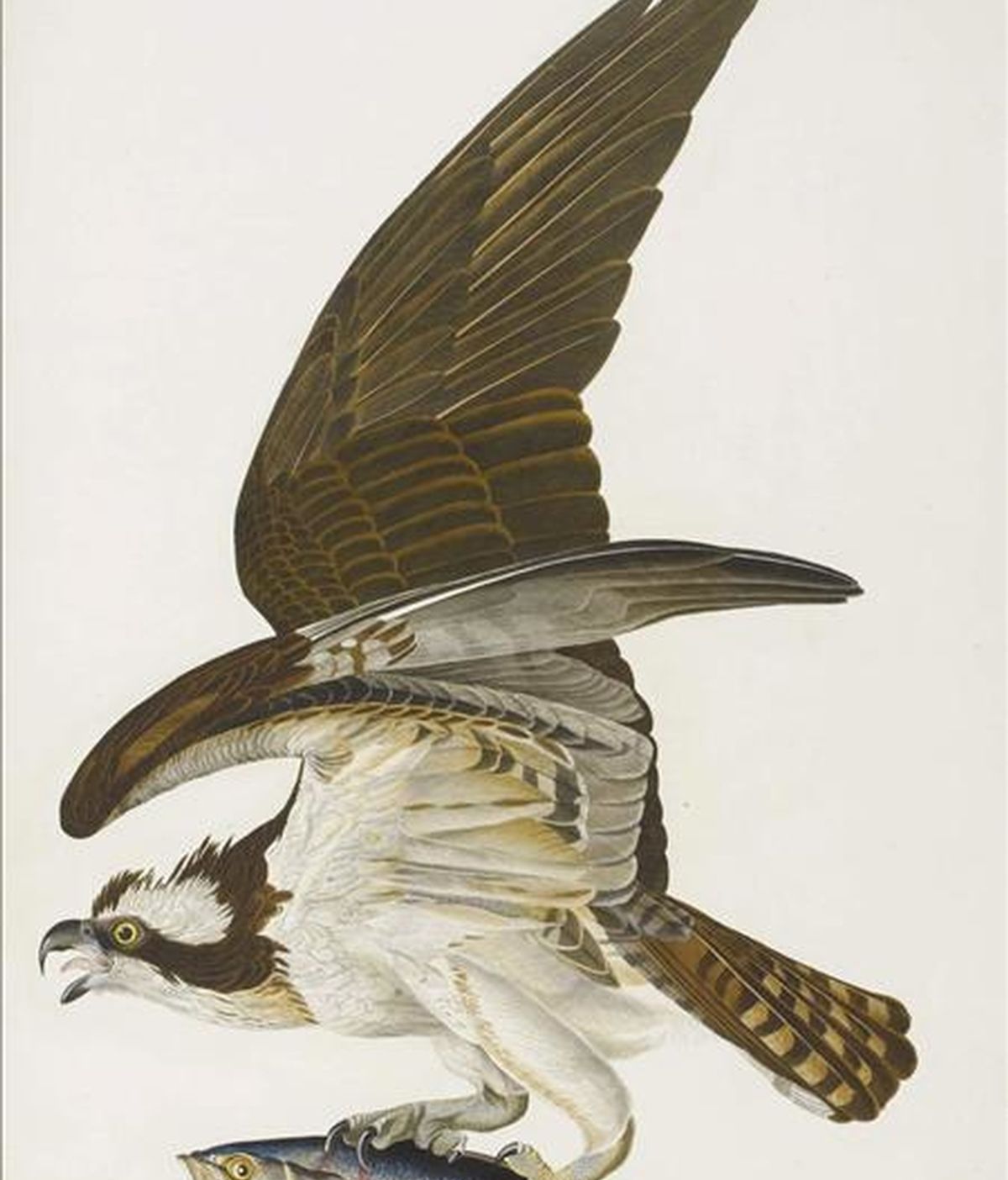 Foto sin fechar, facilitada por la casa de subastas Sotheby's hoy, que muestra una de las ilustraciones de que aparecen en el libro 'Birds of America' (Aves de América), de John James Audubon. EFE/SOTHEBY'S AUCTION HOUSE