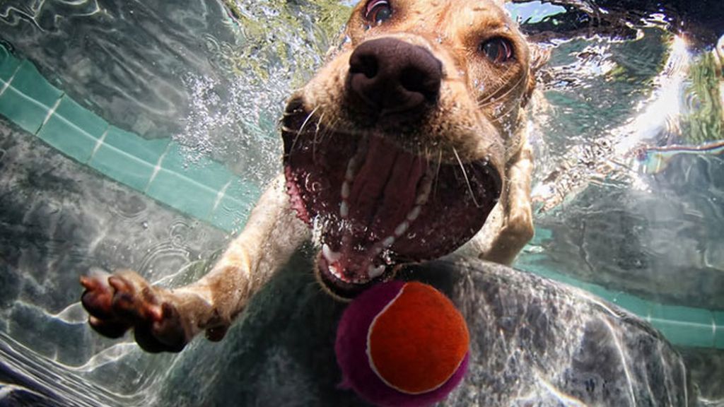 Perros...pasados por agua