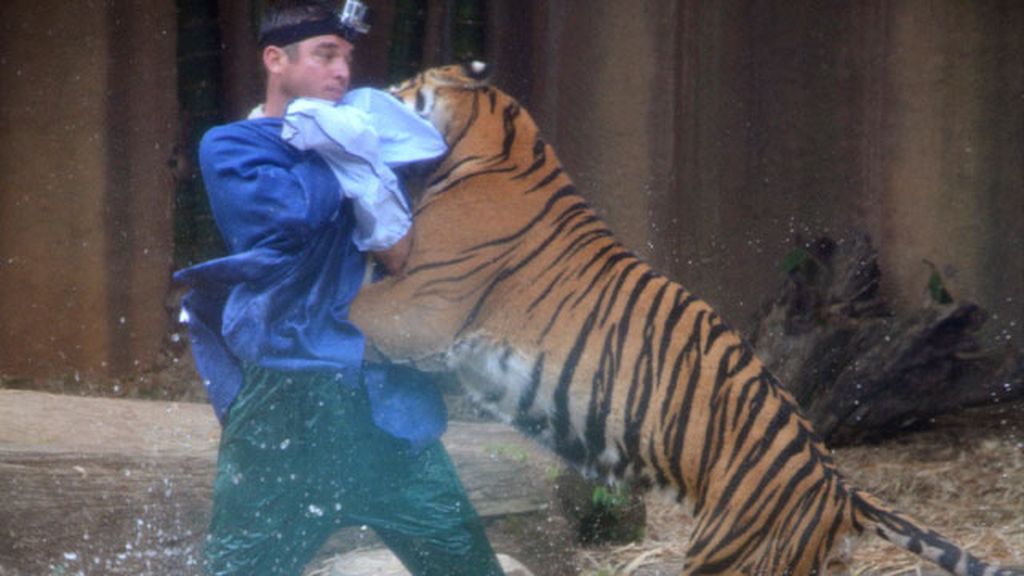 Tigre de Sumatra en pleno ataque