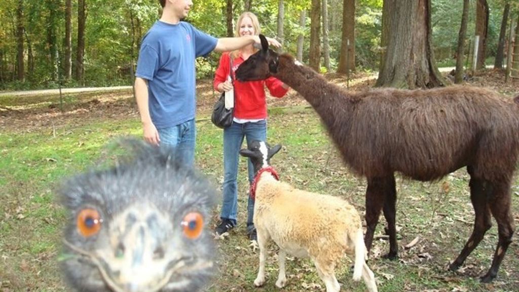 Una foto normal se convierte en una imagen increíble gracias a un ‘intruso’