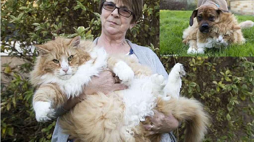 Cuantos Años Vive Un Gato Gordo