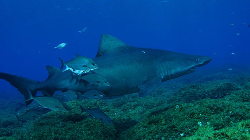 Fotografía submarina en El Hierro