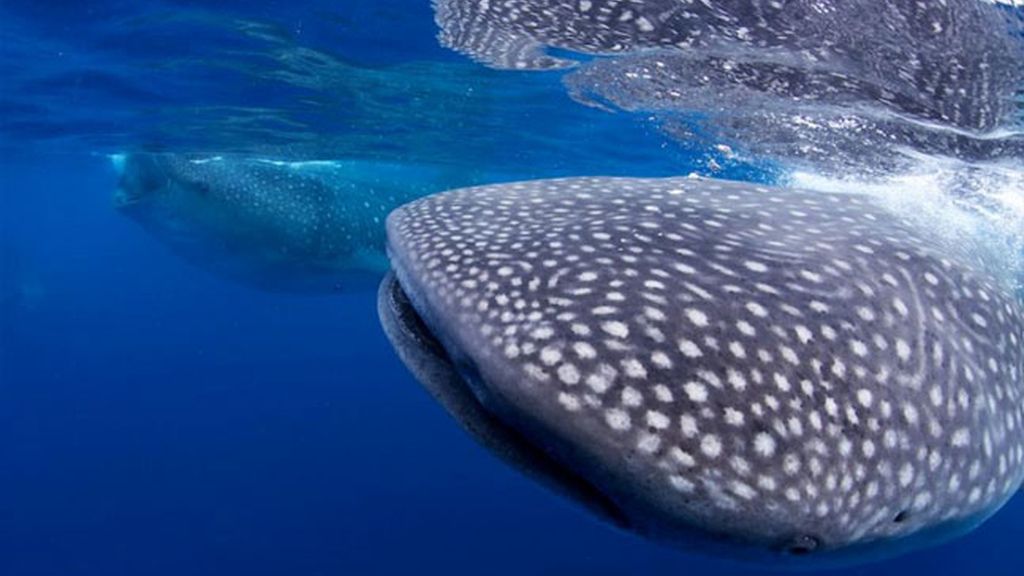 Las ballenas de Shawn Heinrichs sin trampa ni cartón