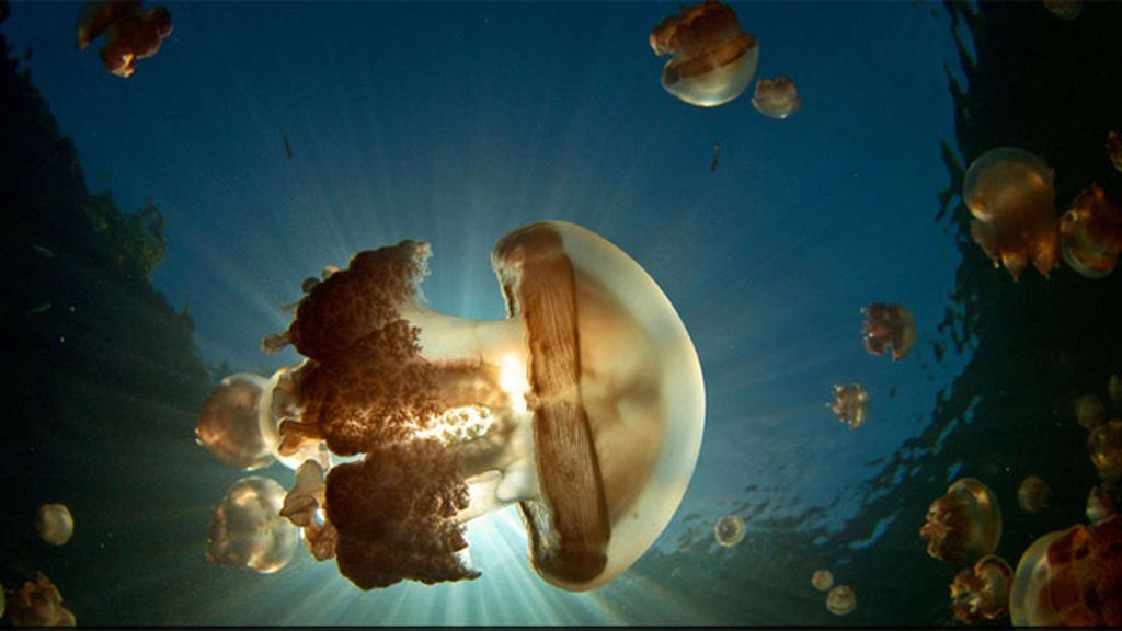 Nadando entre medusas