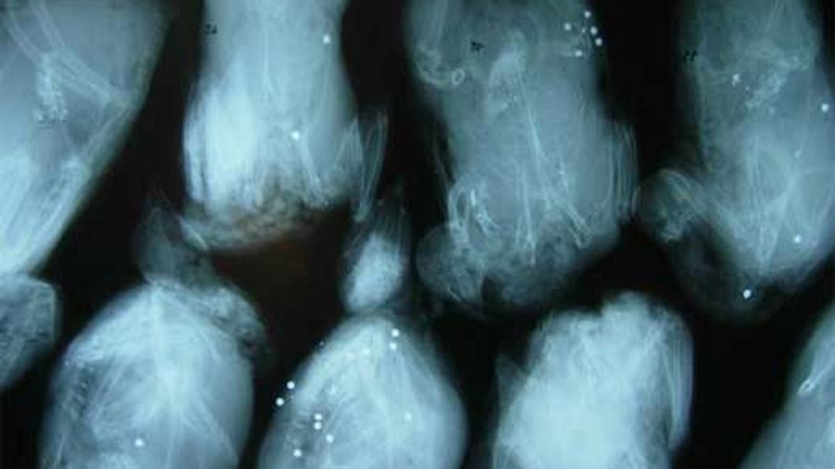 Radiografía de varias perdices en las que se distinguen perdigones y otros fragmentos de plomo. Foto: CSIC