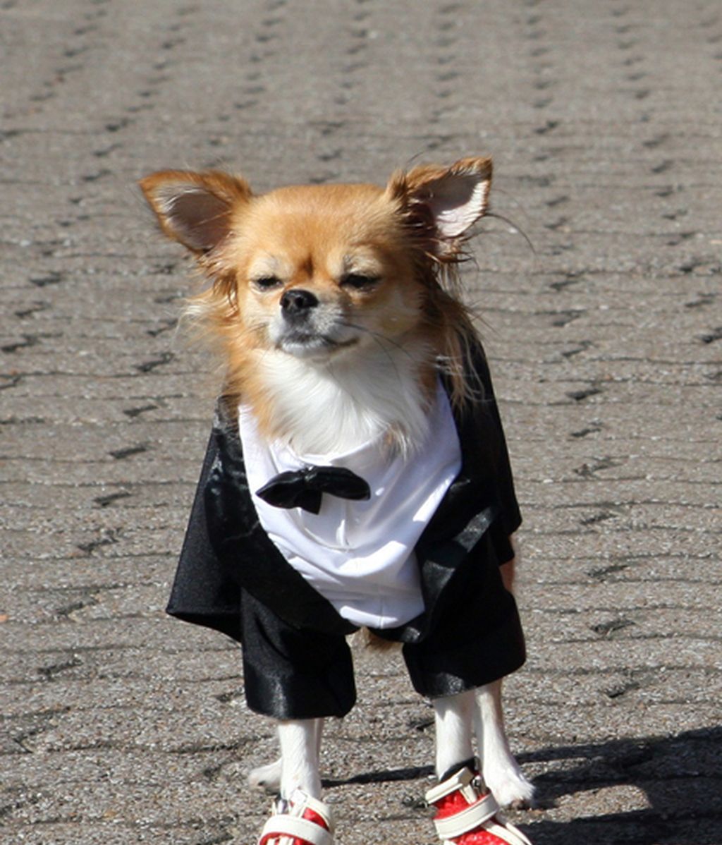 Originales disfraces para las mascotas