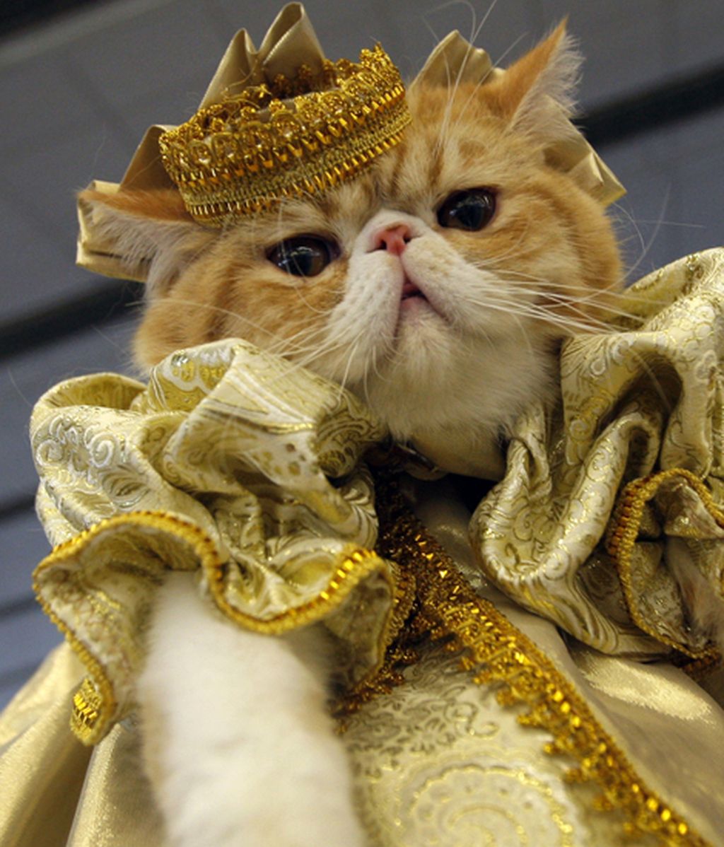 Originales disfraces para las mascotas