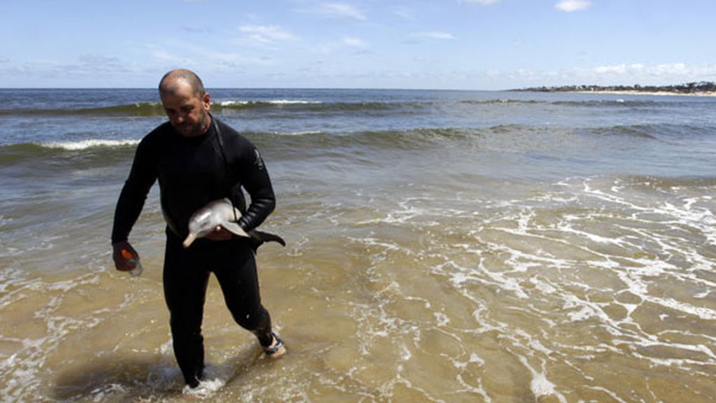 Rescatan a un bebé delfín en Uruguay