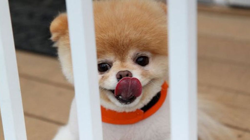 Boo, el perro don dos millones de fans en Facebook