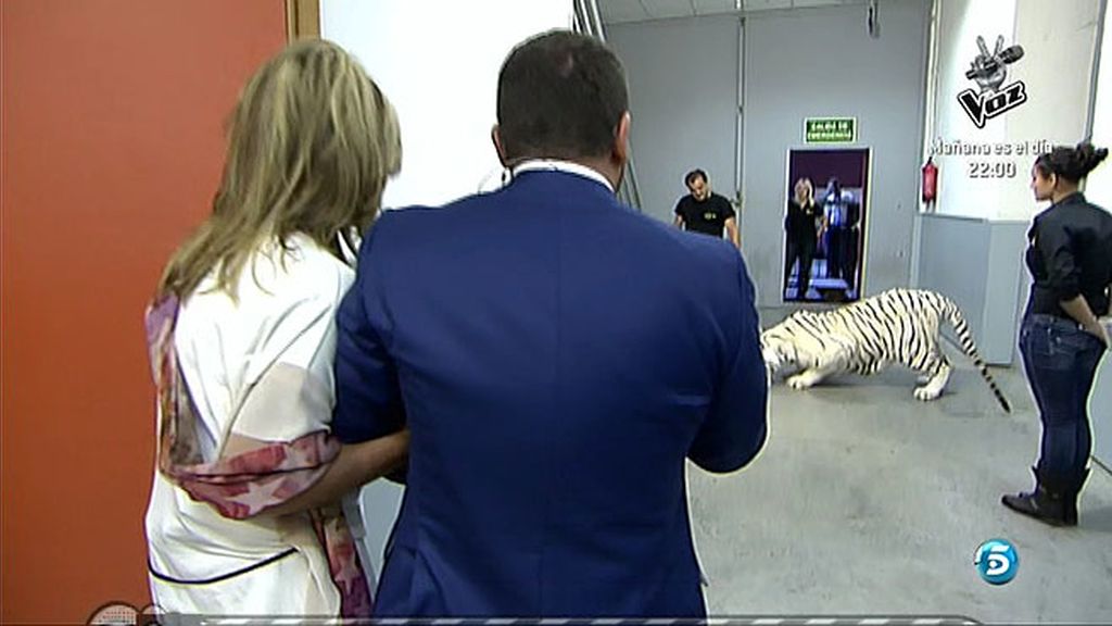 Un tigre atemoriza a muchos en Sálvame