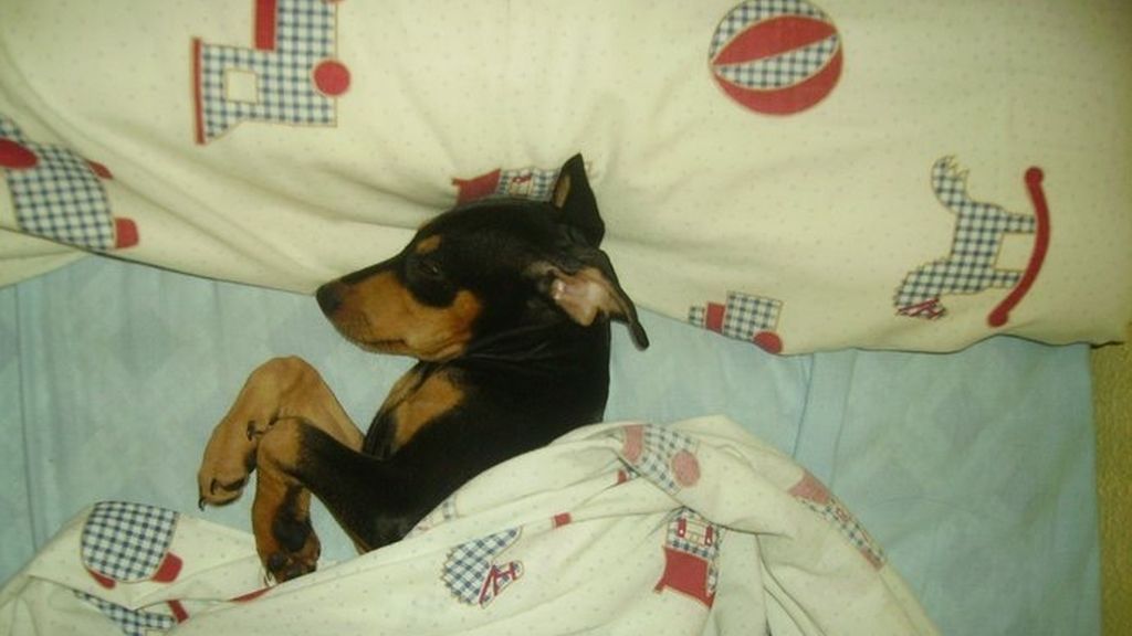 Concursantas Efecto ¡GUAU!... de mascotas
