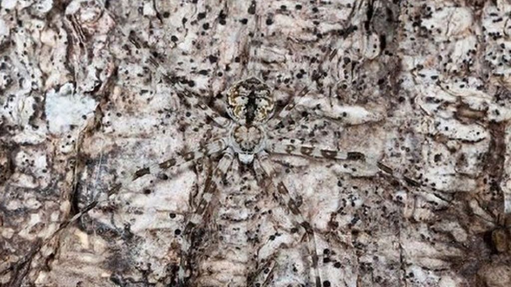 Animales que se esconden