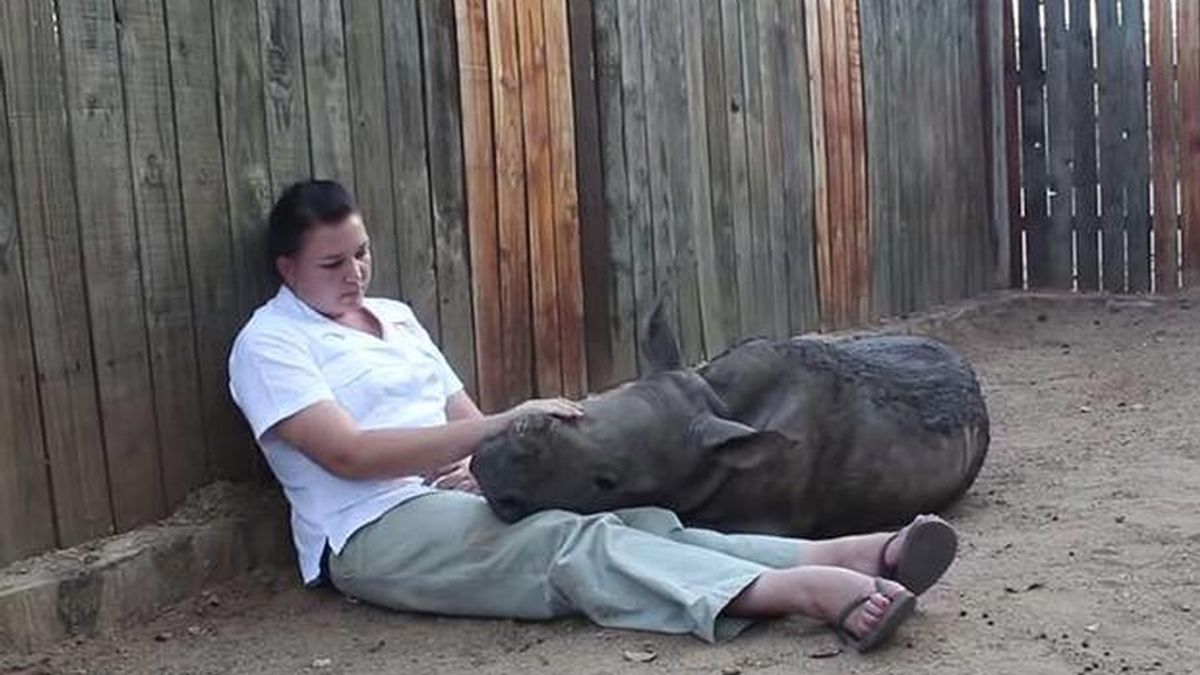 Gertije, el rinoceronte bebé que no puede dormir sólo