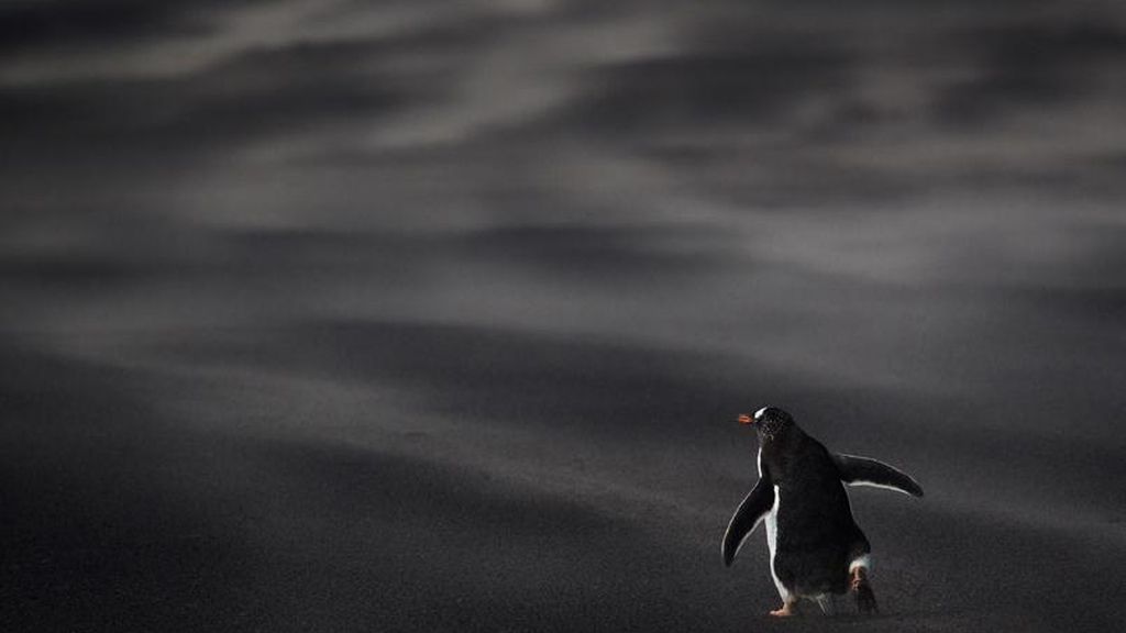 La naturaleza a concurso
