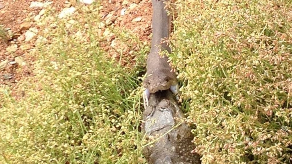 Serpiente se come un cocodrilo