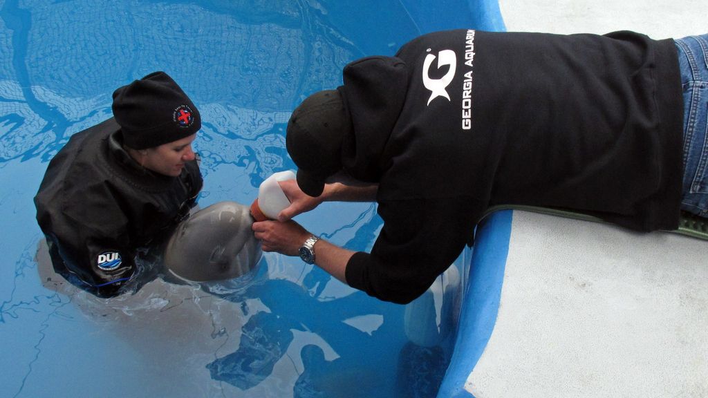 Un bebé beluga llega al acuario de Alaska