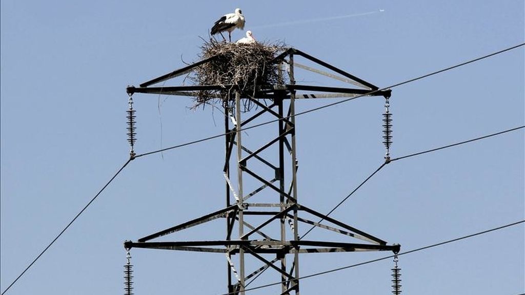 Dos cigüeñas permanecen junto al nido en un poste del tendido eléctrico. EFE/Archivo