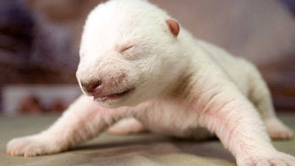 Un cachorro de oso polar en casa