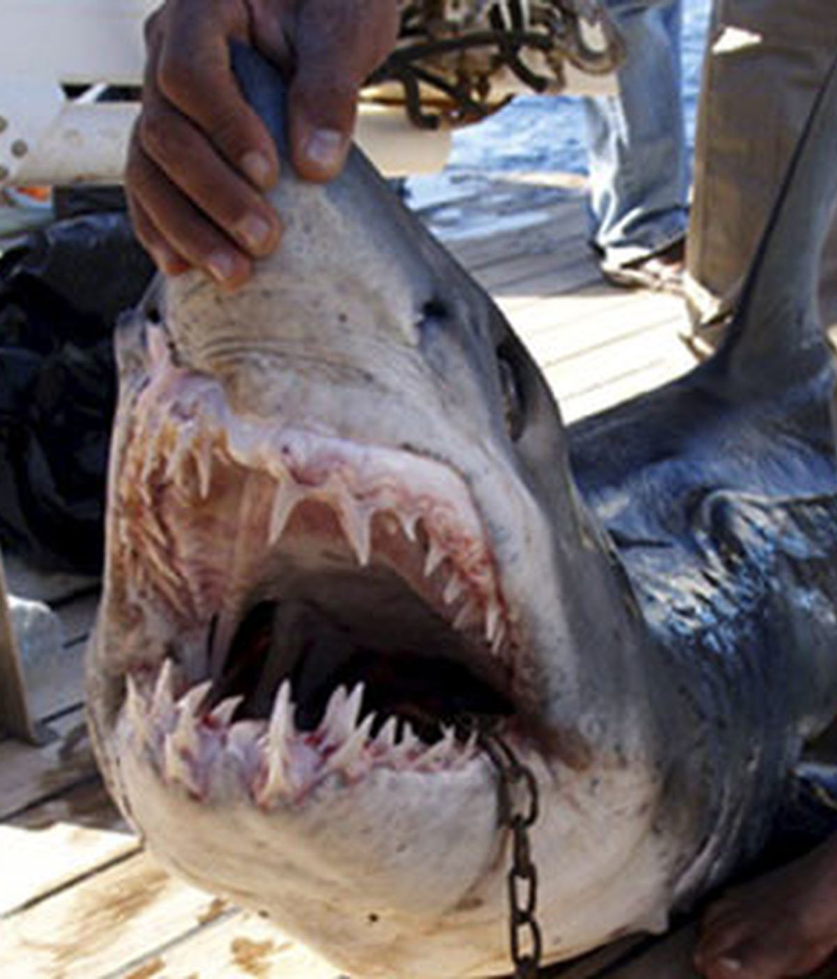 Fotografía tomada el 3 de diciembre de 2010 y cedida por el Ministerio de Medio Ambiente que muestra el tiburón que, se cree, atacó a los cuatro turistas en la costa egipcia del mar Rojo en el complejo turístico de Sharm El-Sheij. Foto: EFE