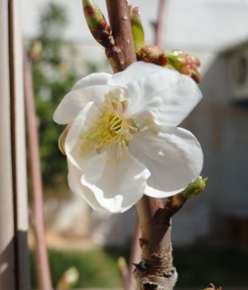 Concursantes Efecto ¡GUAU!... en primavera