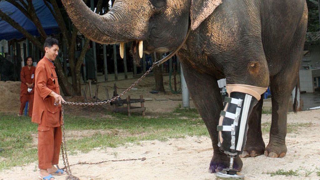 Animales salvados por la ciencia