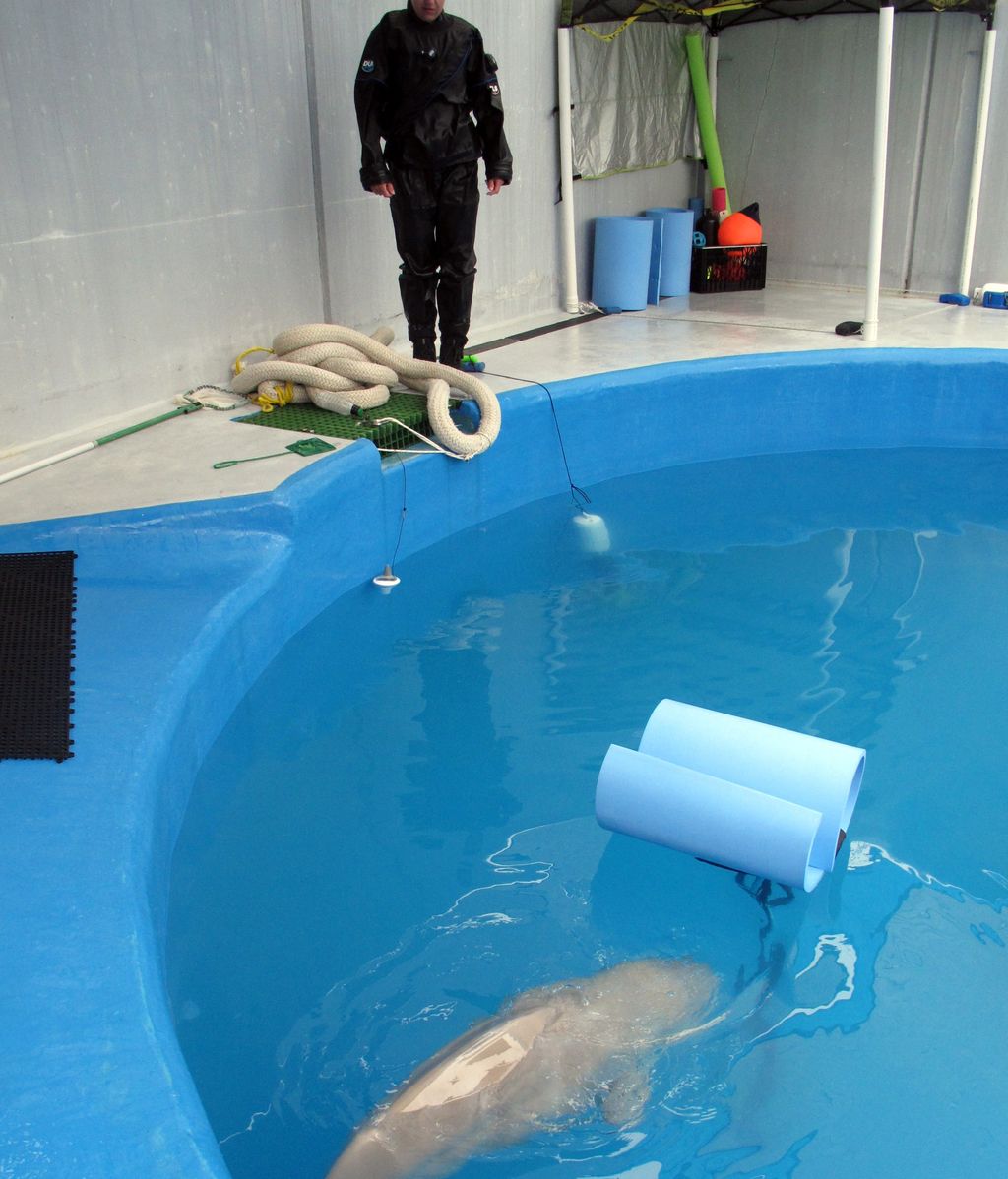 Un bebé beluga llega al acuario de Alaska