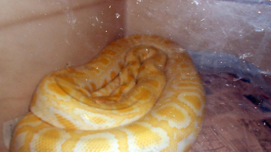 Mascotas de lo más originales