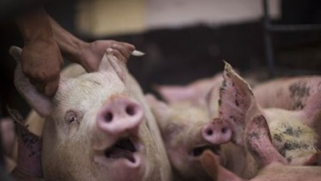Investigan la muerte de un granjero comido por sus cerdos