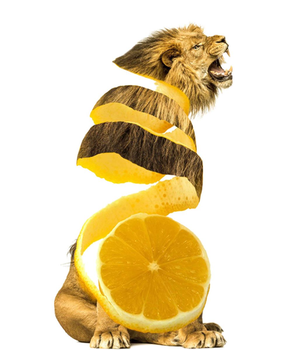 Animales convertidos en frutas y verduras