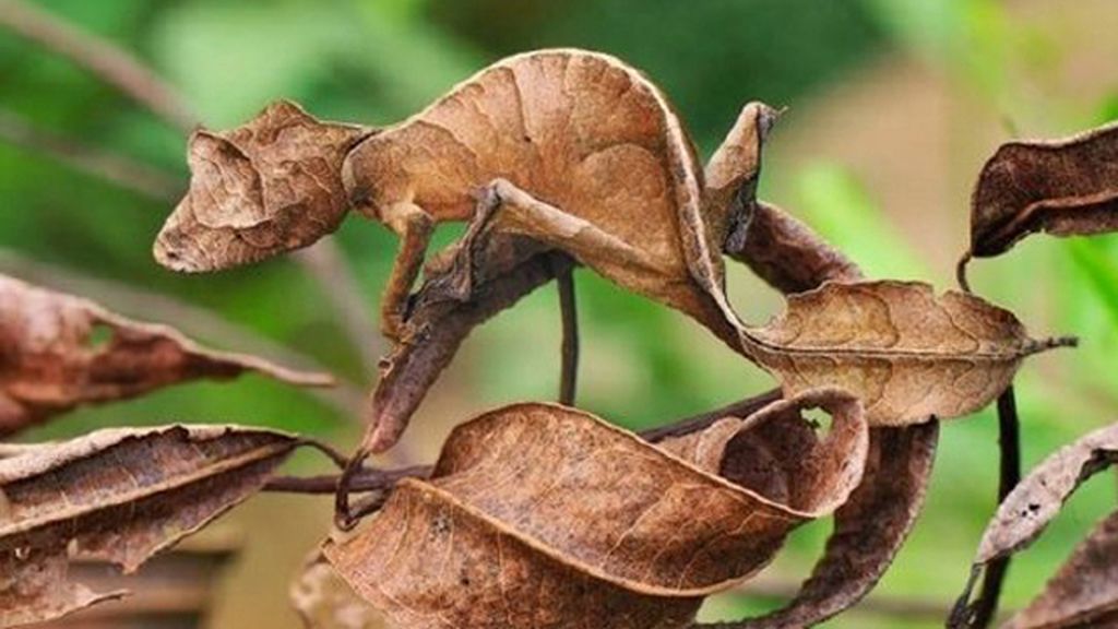 Animales que se esconden